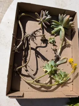 3 types de boutures avec racines, de succulentes