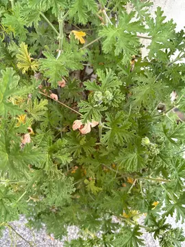 bouture de géranium