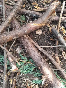 Bourré de bois de conifère, pour barbecue.