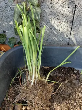 pieds de poireaux perpetuels