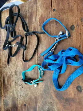 colliers et harnais chat