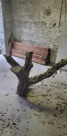 Tronc d'olivier pour déco