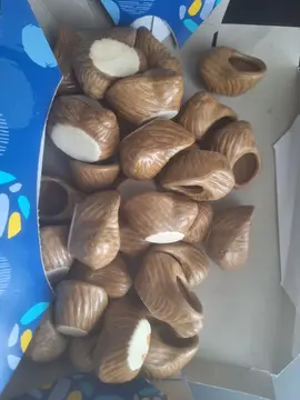 Coquilles à escargot