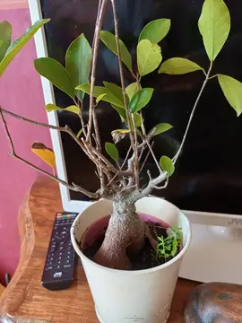 plante a sauver et a retailler