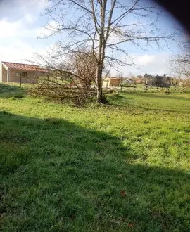 donne bois à couper et récupérer ( fruitiers)