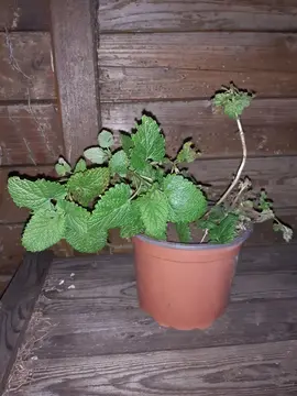 Pied de mélisse officinale n°1