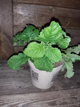 Pied de mélisse officinale n°2