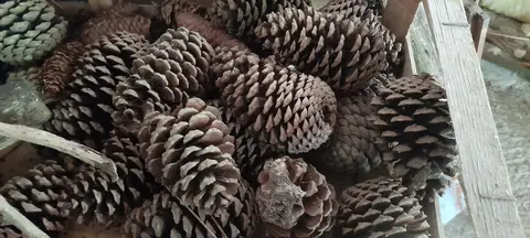 sac de pommes de pin