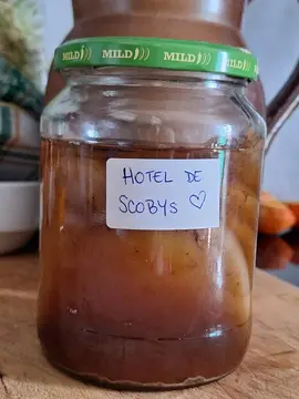 SCOBY pour Kombucha