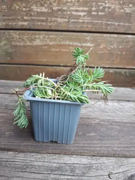 Petite plante grasse d'extérieur tapissante n°1