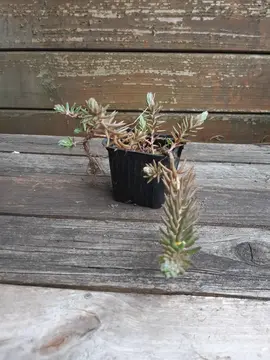 Petite plante grasse d'extérieur tapissante n°2