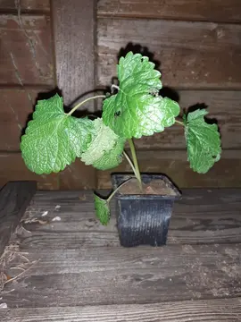 Pied de mélisse officinale n°5