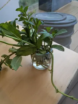 petits plants de menthe