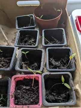 plant de tomate cerise