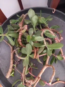 boutures de l'arbre de Jade