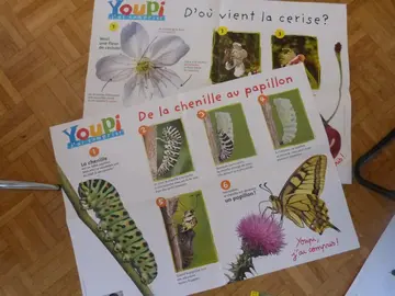 2 posters éducatifs" papillon et cerise"