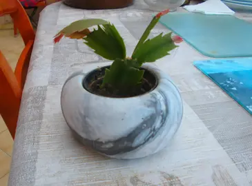 petite bouture de plante
