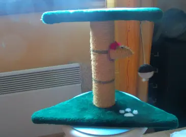 petit arbre à chatons