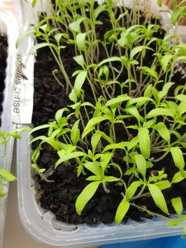 semis de tomates à repiquer