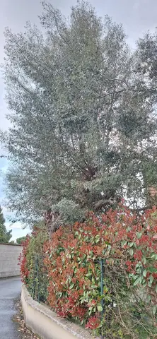 feuillage eucalyptus