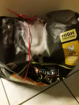 croquettes Purina Pro Plan sterilisée au poulet