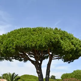 Donne bois chauffage , arbre déjà abattu