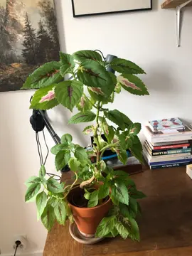 Plante d’intérieur