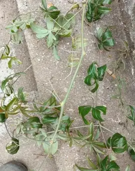 nombreuses tiges de passiflore pour bouture