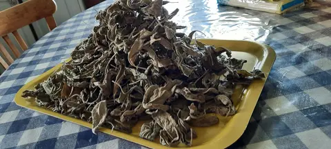 Feuilles de sauge séchées