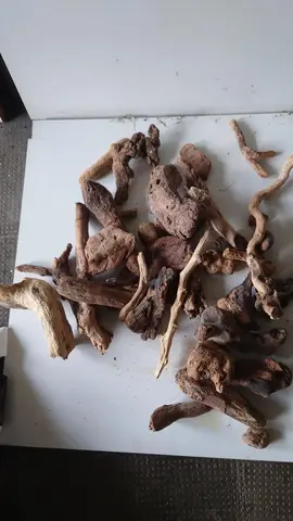 Petit lot de bois flotté