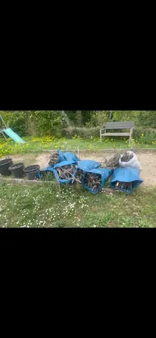 branches de figuier et pins