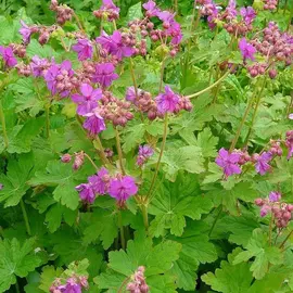 5 plants racinés de géranium vivaces