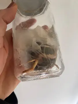 noyau d avocat bio à planter