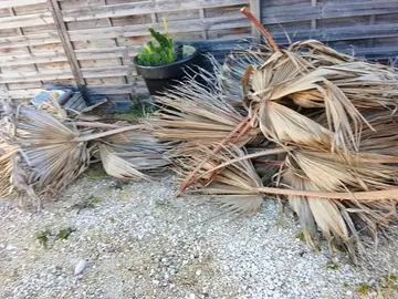 feuilles de palmier