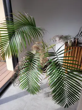 plante Intérieur + Pot