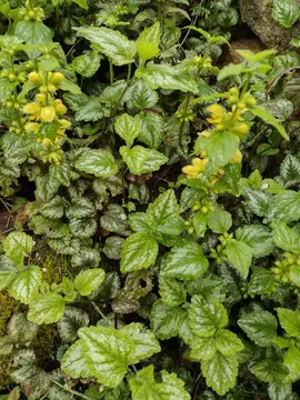 plantes couvre-sol sedum reflexum et lamier