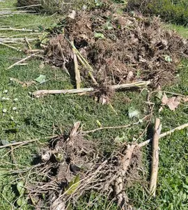 Rhizomes - Cannes de Provence