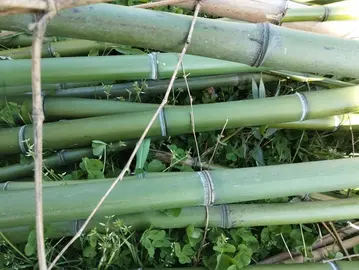 tiges de bambou
