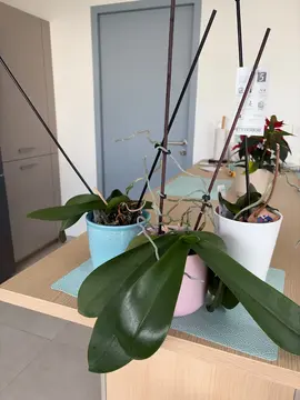 donne 3 orchidées avec pots