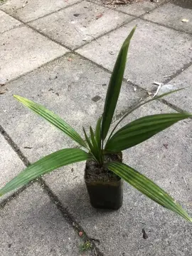 petit palmier en pot