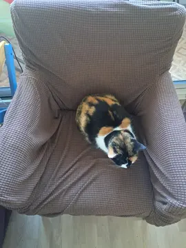 Fauteuil confortable housse