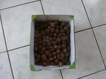 cagette de noix 2025