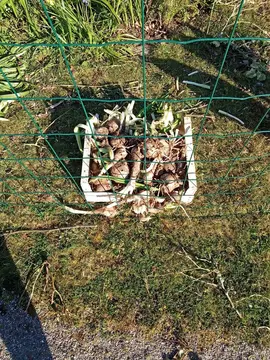 oignons amaryllis dejardin