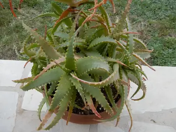 ALoe arborescens