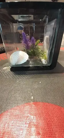 mini aquarium