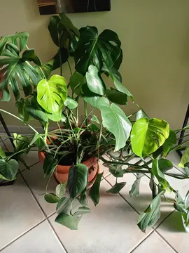 plante verte Monstera