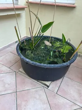 Bassin à plantes aquatique