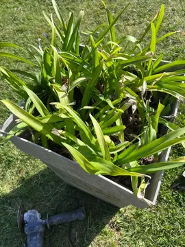 pieds d’agapanthes bleus