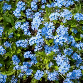 Donne plants fleurs myosotis