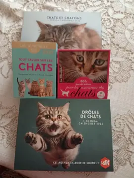 calendriers chats